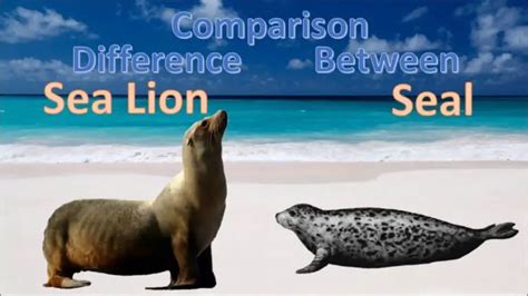 10 Structual Difference Between Seal And Sea Lion With Similarities