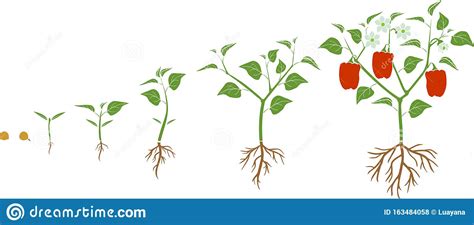 Feed your bell pepper plant with tomato fertilizer and feed it with compost or manure tea once a month. Life Cycle Of Pepper Plant. Growth Stages From Seed To ...