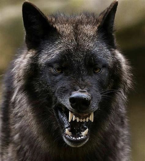 Snarling Wolf Rwildgods