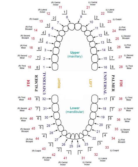 Tooth Numbering Systems