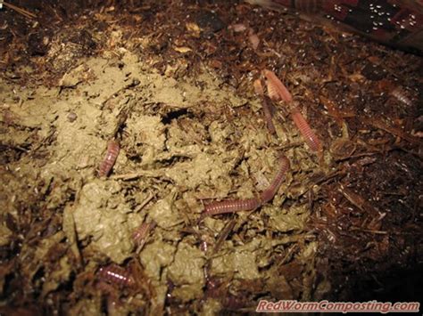 European Nightcrawlers In More Detail Red Worm Composting