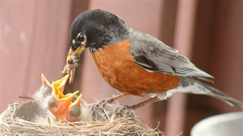 Baby Robins Being Fed Baby Robin Robin Baby