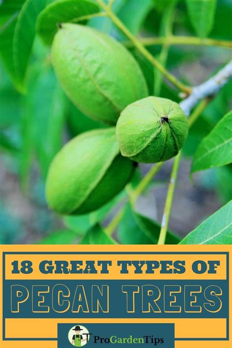 18 Great Types Of Pecan Trees Progardentips Pecan Tree Small Fruit