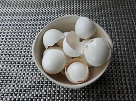 Given time and exposure to elements while you can set up your compost pile during any season, certain times are better than others. Can You Compost Egg Shells? - Composting Basics