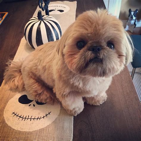 Dougie The Shih Tzu On Instagram “trick Or Treat” Shih Tzu Puppy