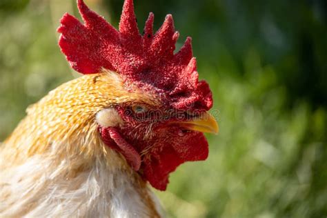 621 Angry Rooster Stock Photos Free And Royalty Free Stock Photos From