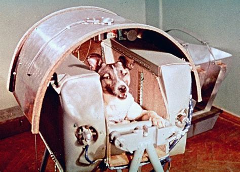 El Día Que La Perra Laika Conquistó El Espacio Prensa Libre