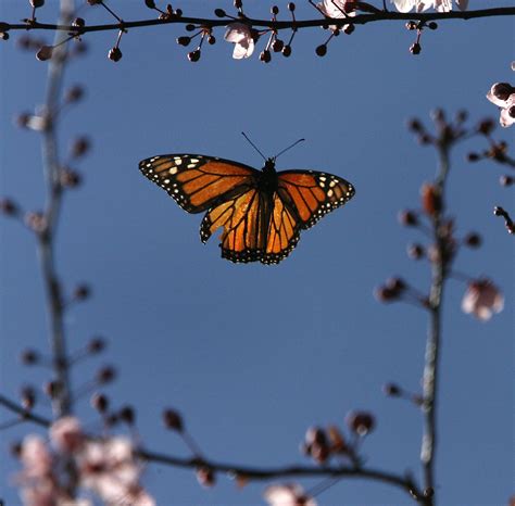 There are other populations of monarch butterflies who don't migrate. Latest count finds sharp decline in monarch butterflies wintering in California | Monarch ...