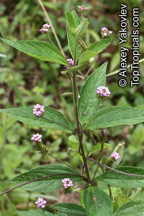 Lemon verbena dried herb certified organic loose leaf tea (alousia triphylla). Images Of Lemon Verbena Alousia Trifolia - Cr5uvzqv4frd M ...