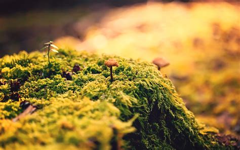 Macro Moss Mushroom Nature Wallpaper Resolution2560x1600 Id909703