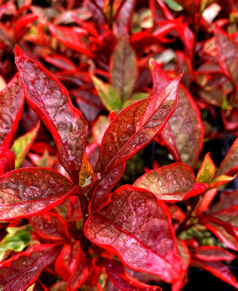 18 Red Leaf Florida Plant Carlokirrin