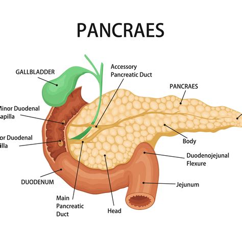 Pancreas Gbmc Jordan