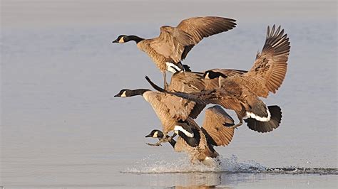 Revealed Identifying Essential Criteria Of Duck Hunting Darmzentrum