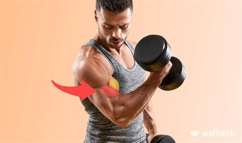 Enhance Bicep Peaks With These Brachialis Exercises Requires Minimal