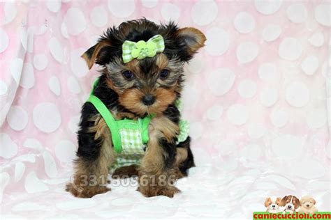 Guida completa allo yorkshire terrier. Vendita Cuccioli Yorkshire Terrier Toy Milano