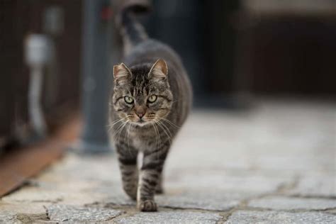Should You Try And Tame A Feral Cat Thecatsite