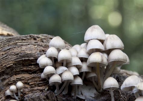 Selective And Closeup Photo On White Mushrooms Fungi Hd Wallpaper