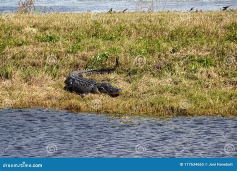 An Alligator Laying In A Grassy Florida Swamp Sunning Itself Stock