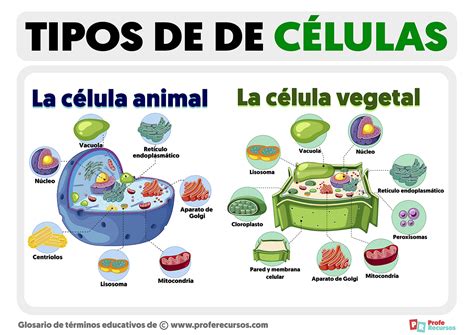 Tipos de Células