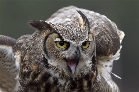 Ann Brokelman Photography Great Horned Owl Captive Flight Workshop