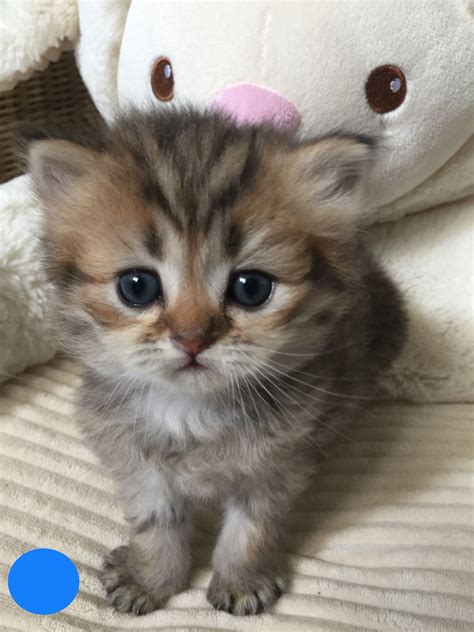Pictures Of Cute Little Kitties Kitten