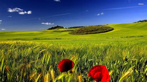 Green Wheat Fields Wallpapers Wallpaper Cave