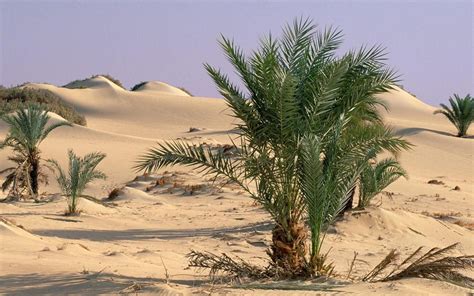 Arabian Desert Plants Buzzle The Arabian Desert Is The Third Largest