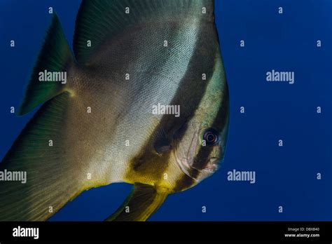 Longfin Spadefish Platax Teira Stock Photo Alamy