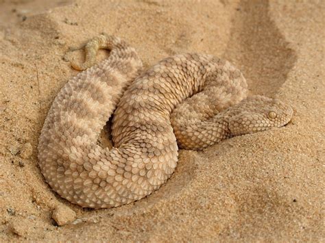Common Sand Viper Cerastes Vipera עכן קטן בחזרה לאתר לוכ Flickr