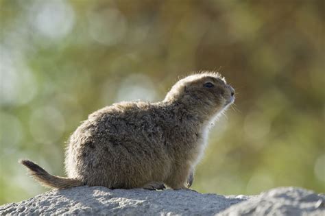 Some animals roost in trees, others make nests, and others make dens in the ground. 26 Burrowing Animals With Pictures You Need to See Right ...