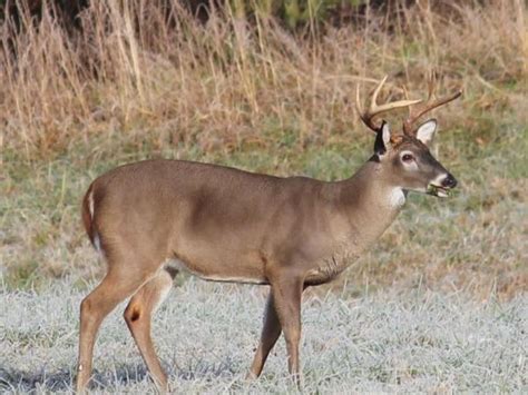 Archery Deer Season In Georgia Begins September 10 Dacula Ga Patch