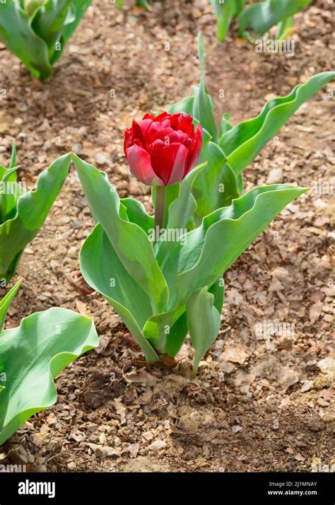 View Of A Flower Of A Growing Red Tulip With Leaves Stock Photo Alamy