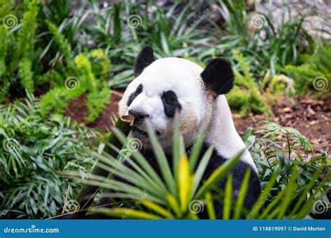 Giant Panda In Zoo Environment Stock Image Image Of Eyes Paws 118819097