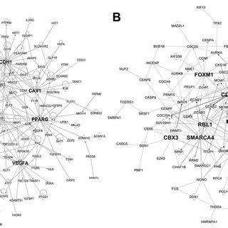 Transcriptional Regulatory Networks TRN Of Major Gene Clusters That