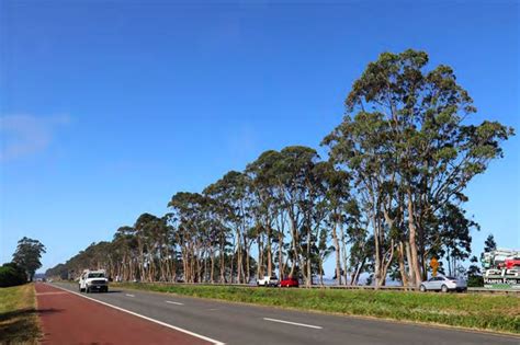 Learn vocabulary, terms and more with flashcards, games and other study tools. Eucalyptus Trees Along 101 Should Come Down Because They ...