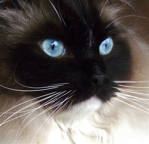 Ragdoll Blue Eyes Foto And Bild Tiere Haustiere Katzen Bilder Auf