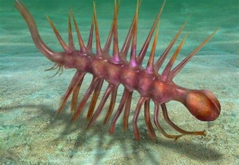 Hallucigenia Known As A Lobopodian Worm This Creature Appears To