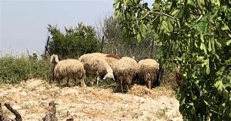 את כל הטוב הזה אפשר לקבל לפני כולם בהודעת פוש באפליקציה. עשרות כבשים וגמלים ישרתו יחד ביחידה למניעת שריפות בירושלים