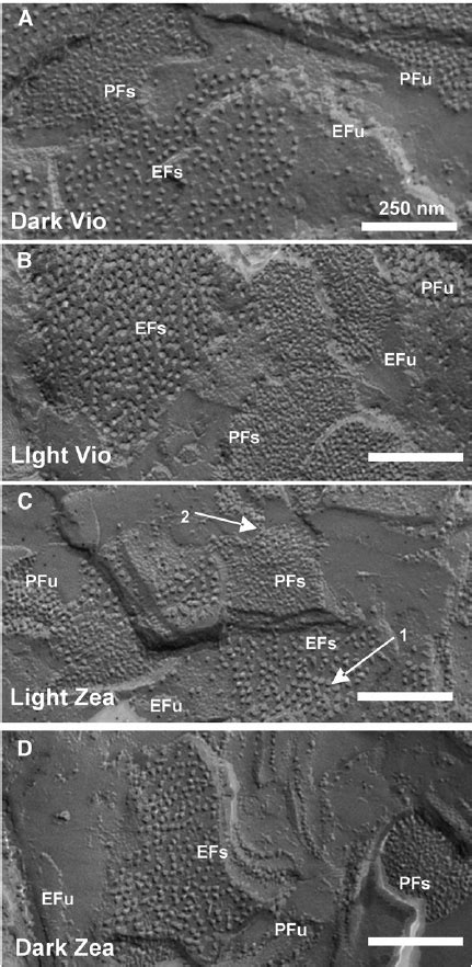 Freeze-Fracture Electron Microscopy of Intact Chloroplasts ...