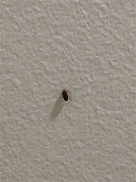 Why Are There Tiny Bugs On My Ceiling