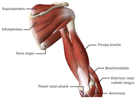 Arm Muscles Diagram Posterior Posterior Arm Muscles Diagram Quizlet