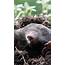 Mole Animal Wallpapers FREE Pictures On GreePX