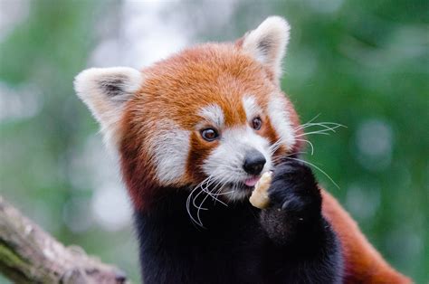 Animal Red Panda 4k Ultra Hd Wallpaper