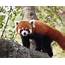 Red Panda Network On Twitter We Just Received Another $350 From 