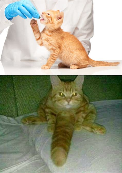 Cursed Cat Meme Image