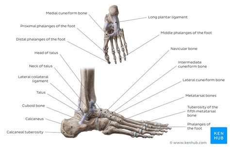 Foot Bone Labeled