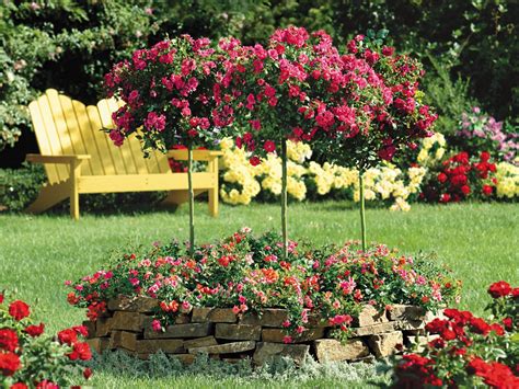 Where Best To Plant A Rose Bush