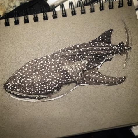 See This Instagram Photo By Anthonyromrell 226 Likes Whale Shark