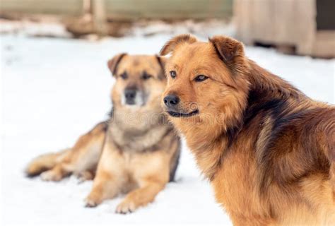 Two Big Brown Dogs In Winter In The Snow Stock Image Image Of Cute