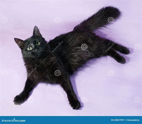 Black Fluffy Cat With Green Eyes Lying On Purple Stock Image Image Of